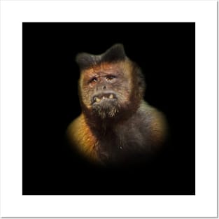 Tufted capuchin Posters and Art